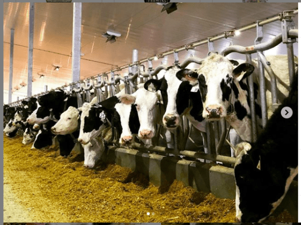 Introducing SaskDutch Kid- Where Dairy Farming & YouTube&nbsp;Meet